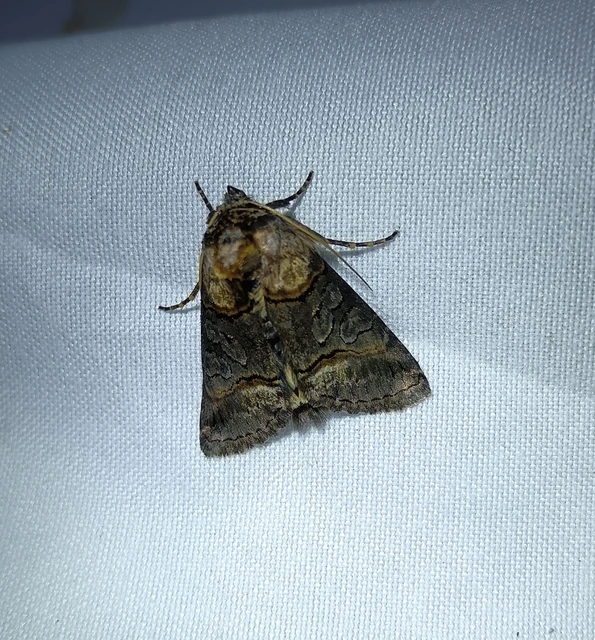 Abrostola agnorista - sziklalakó csalánbagoly
