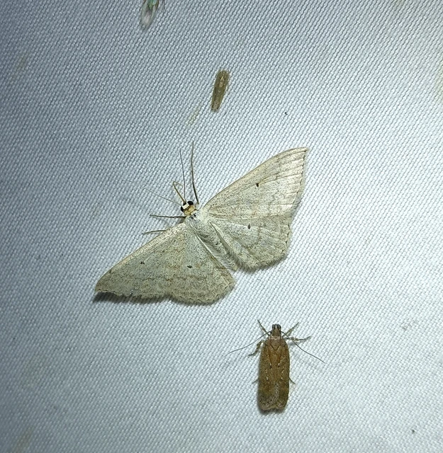 Scopula incanata - hamvas sávosaraszoló