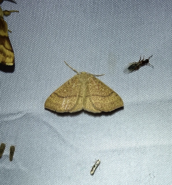 Cyclophora ruficiliaria - vörösrojtú pettyesaraszoló