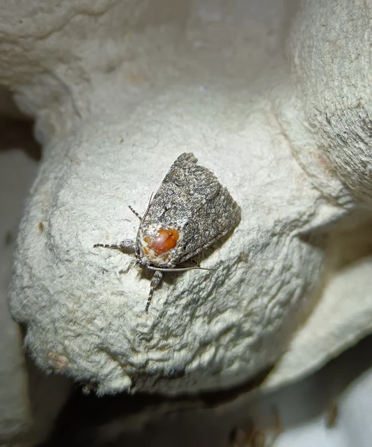 Acronicta euphorbiae - kutyatej-szigonyosbagoly