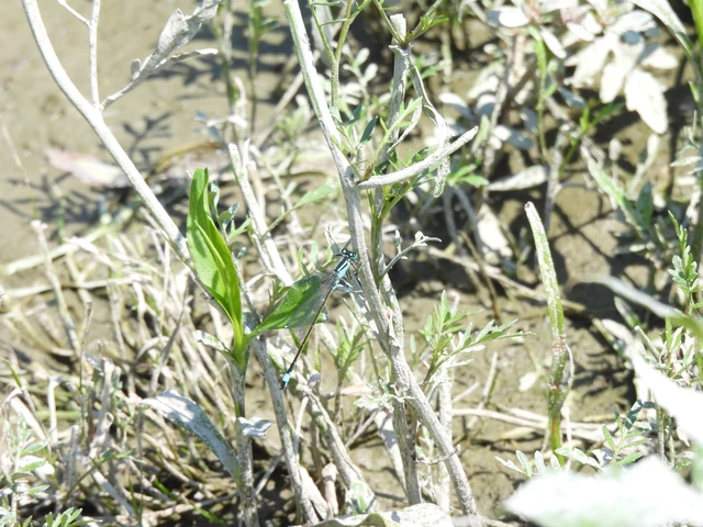 Ischnura elegans pontica - kéköves légivadász