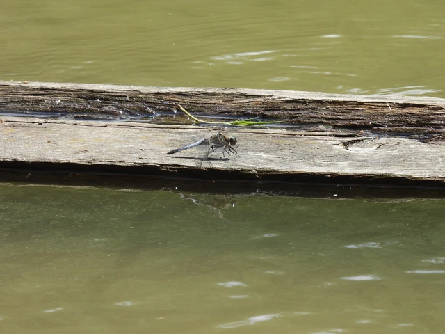 Orthetrum cancellatum - feketefarkú pásztorszitakötő