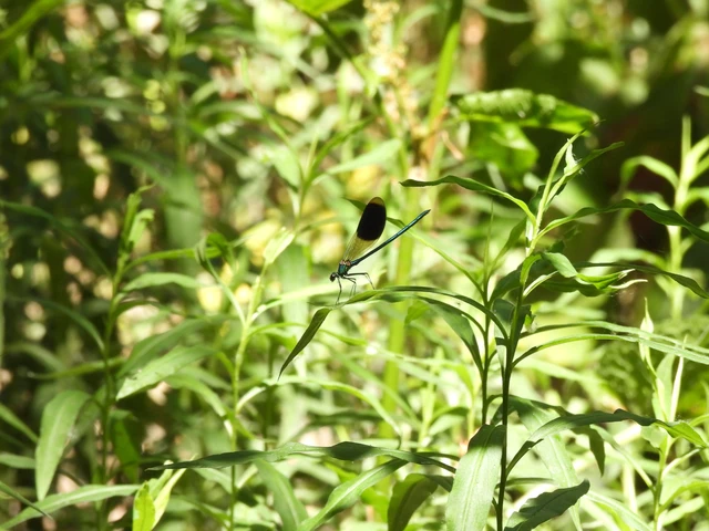 Calopteryx splendens - sávos szitakötő
