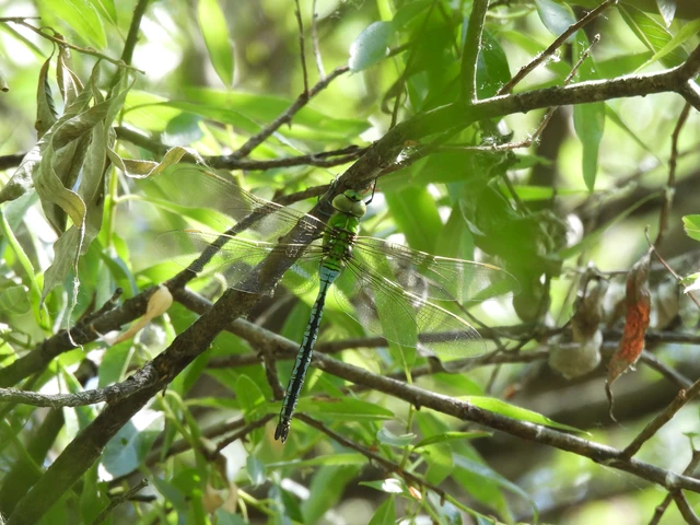 Anax imperator - zöld óriásacsa Anax imperator - zöld óriásacsa