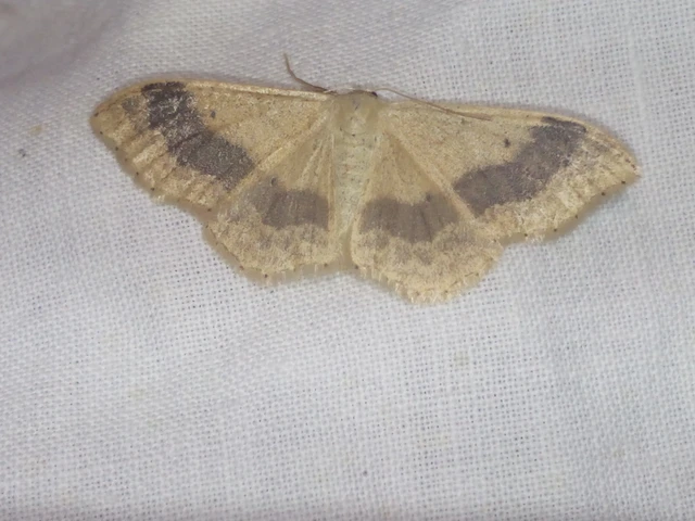 Idaea aversata - nagy sávosaraszoló