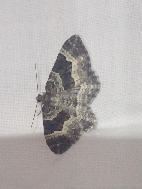 Epirrhoe alternata - galaj-tarkaaraszoló