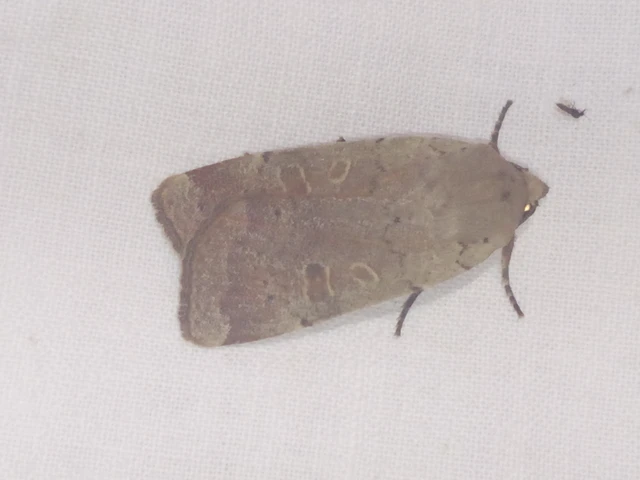 Noctua comes - kis sárgafűbagoly