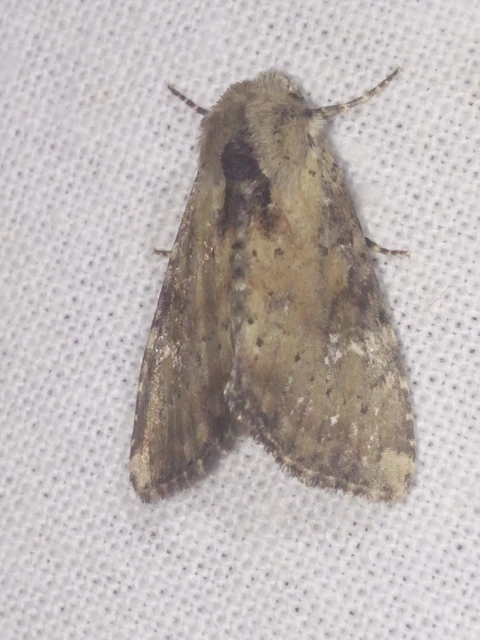 Loscopia scolopacina - csinos dudvabagoly