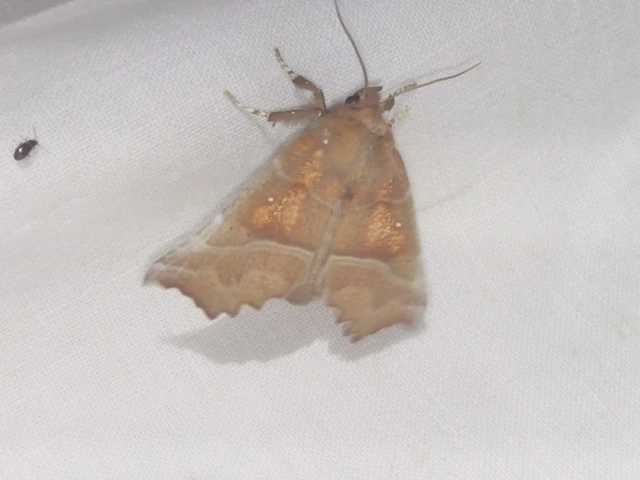 Scoliopteryx libatrix - vörös csipkésbagoly