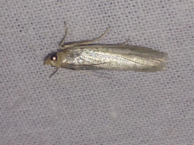 Selagia argyrella - ezüstös karcsúmoly