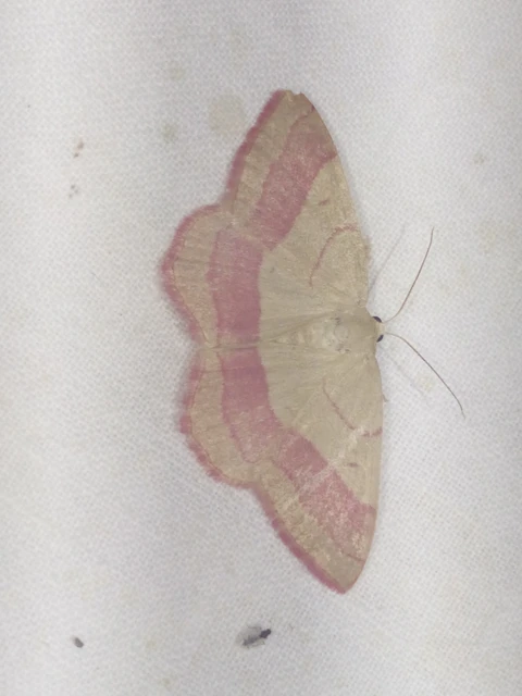 Rhodostrophia vibicaria - pirosszélű araszoló