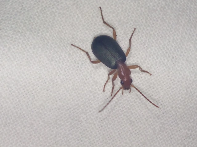Brachinus