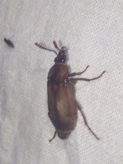 Necrodes littoralis - nagy dögbogár