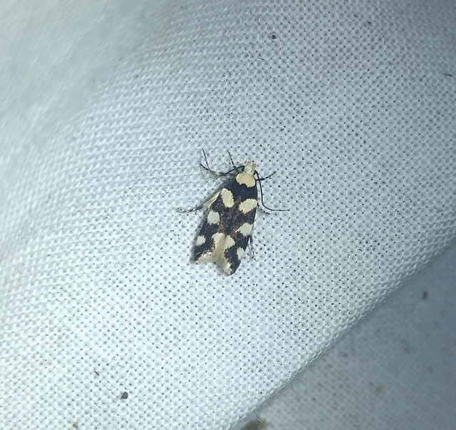Pseudotelphusa tessella - sóskafamoly