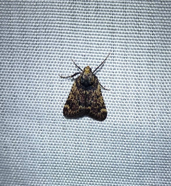 Aglossa signicostalis - hangyailonca