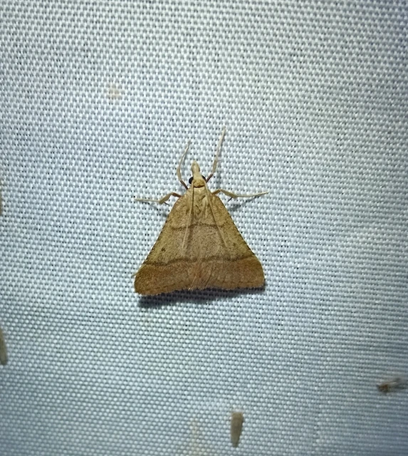 Stemmatophora honestalis - karsztlakó fényilonca