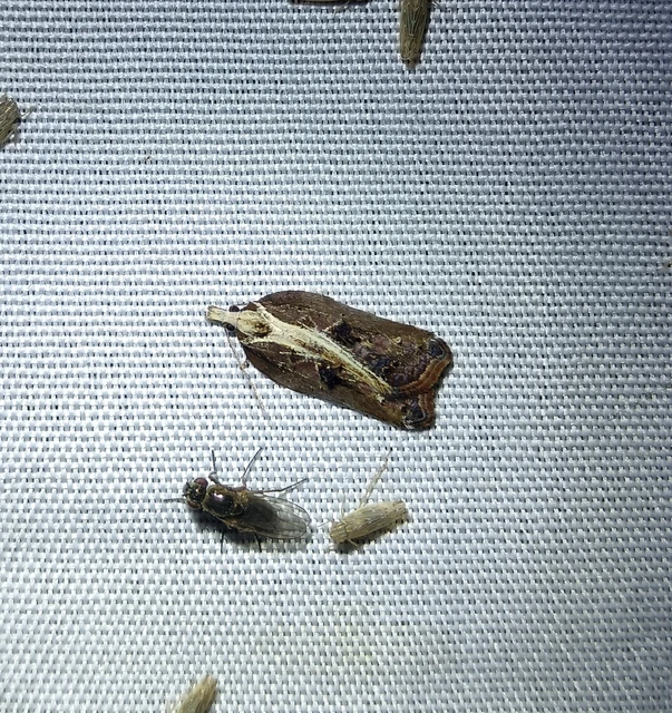 Acleris cristana - pamacsos levélmoly
