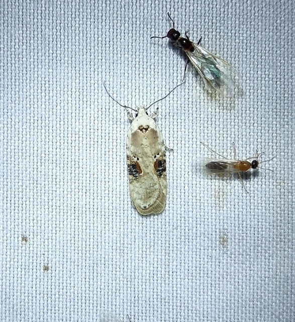 Agonopterix alstromeriana - bürök-laposmoly