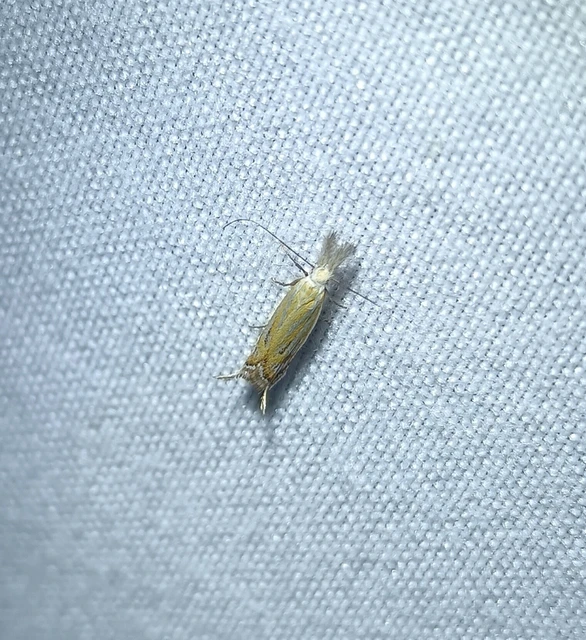 Holoscolia huebneri - sarlósszárnyú csíkosmoly