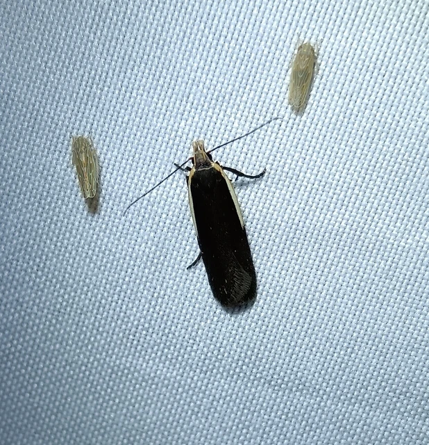 Nothris lemniscellus - fehérvállú sarlósmoly