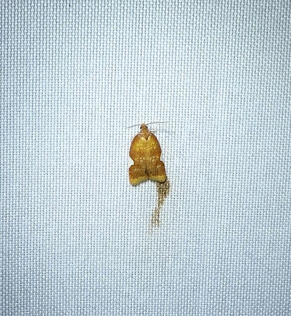 Acleris holmiana - fehérfoltos levélmoly
