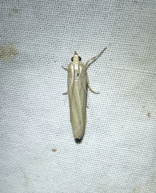 Selagia argyrella - ezüstös karcsúmoly