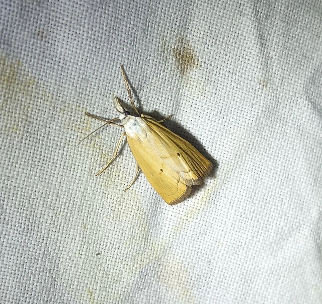 Xanthocrambus saxonellus - sárga fűgyökérmoly