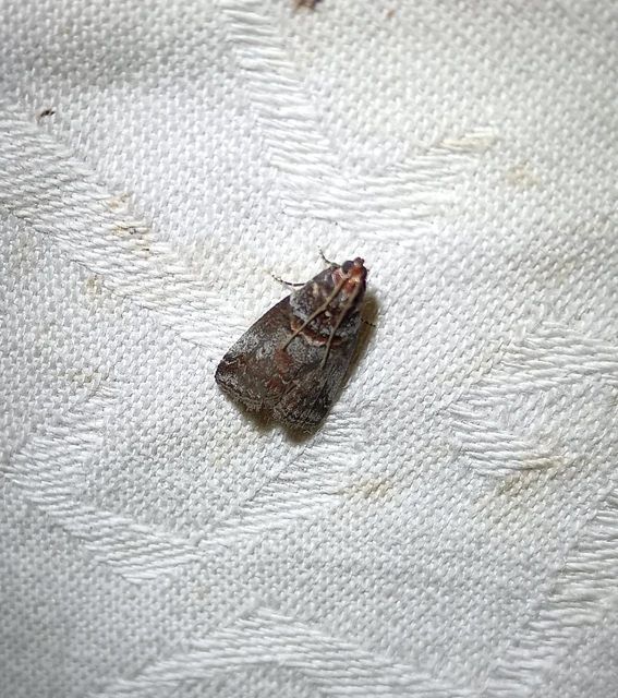 Acrobasis advenella - gerleszínű karcsúmoly