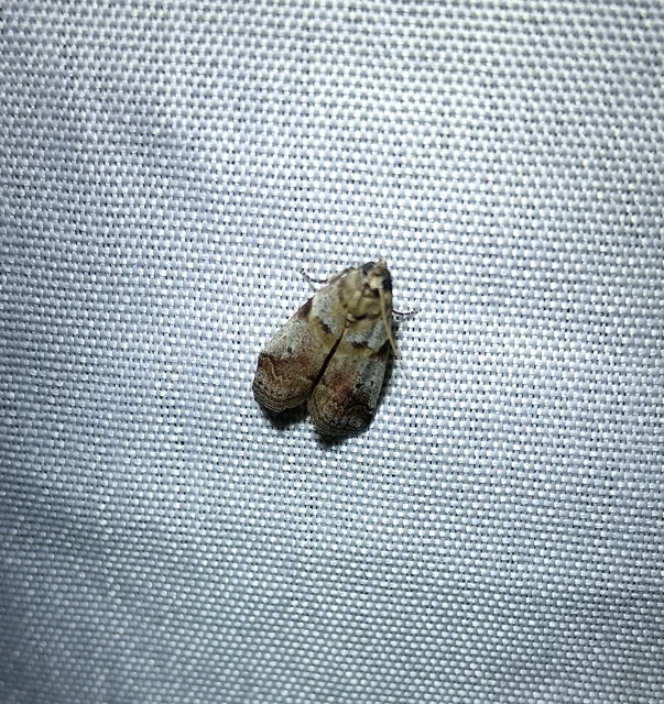 Acrobasis fallouella - hamvasfoltú karcsúmoly