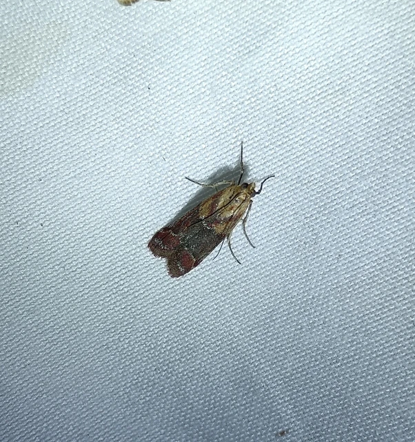 Ancylosis cinnamomella - fahéjszínű karcsúmoly