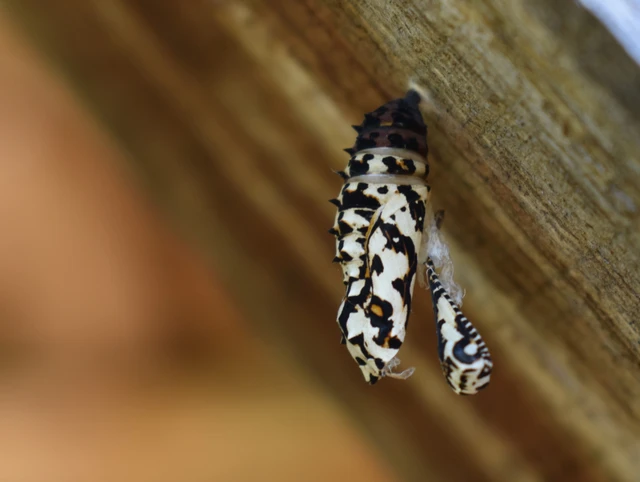 Melitaea