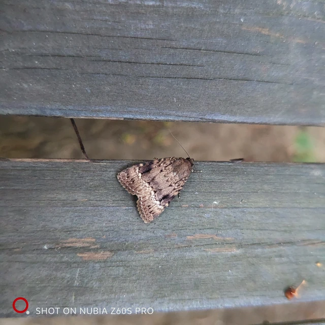 Amphipyra pyramidea - fahéjszínű bagoly
