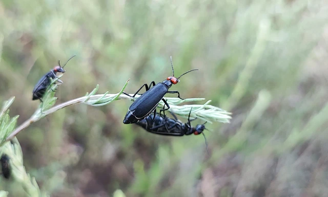 Epicauta rufidorsum - hollóbogár
