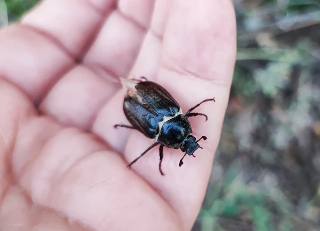 Anoxia pilosa - pusztai cserebogár