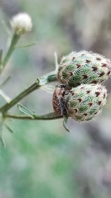 Larinus obtusus - imola-púderbarkó