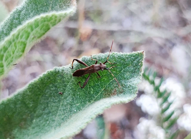 Camptopus lateralis - görbelábú karimáspoloska