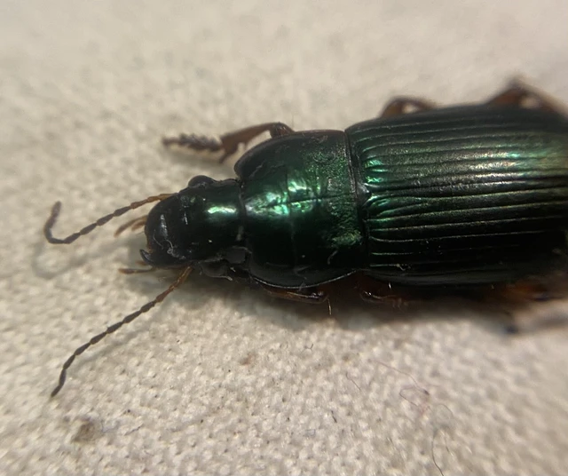Harpalus cupreus fastuosus - rezes lomhafutó
