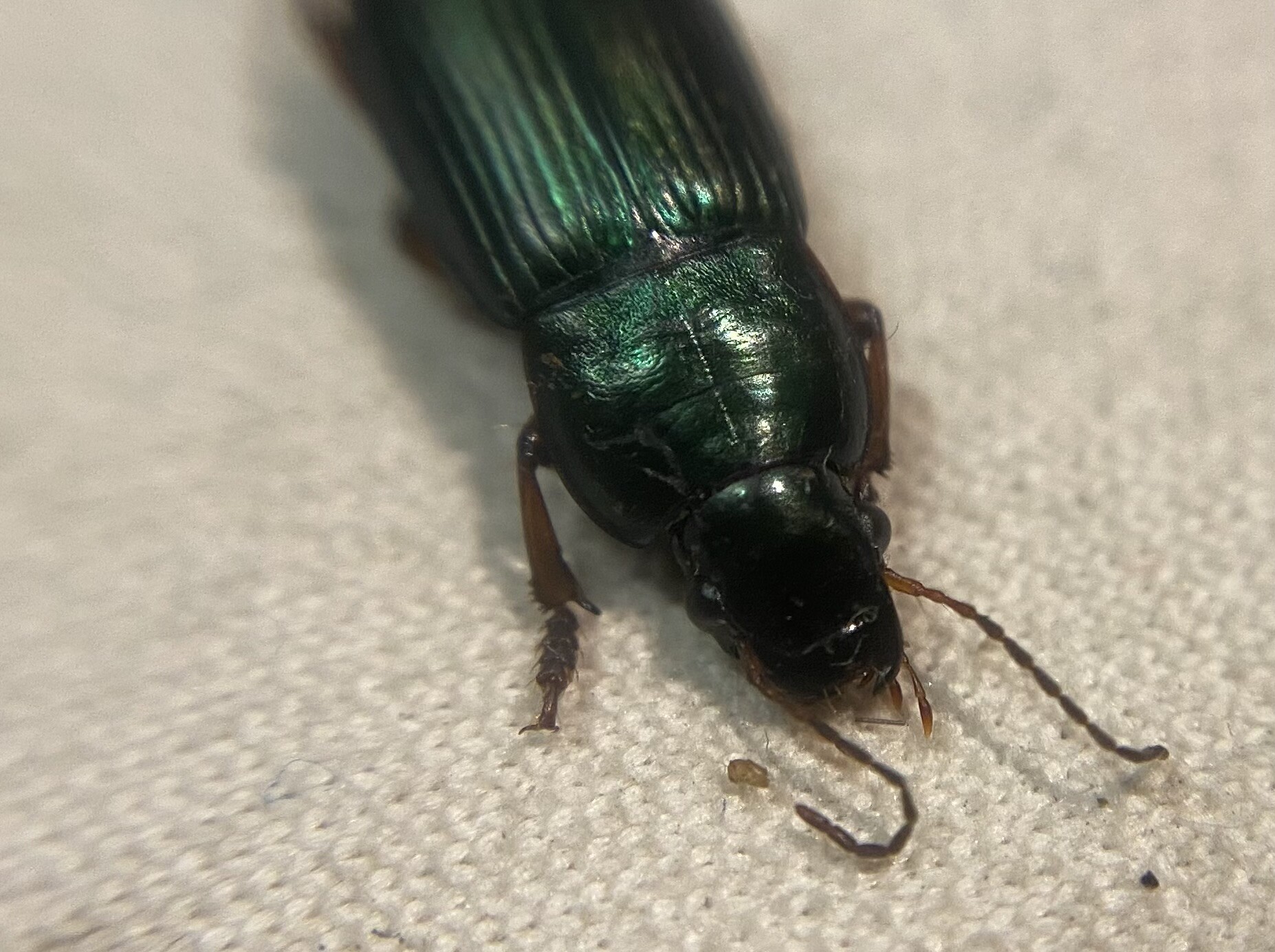 Harpalus cupreus fastuosus - rezes lomhafutó