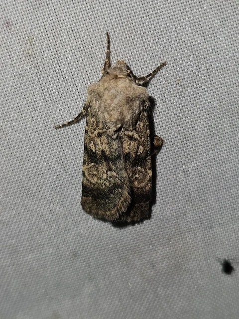 Chersotis fimbriola - csillogó földibagoly