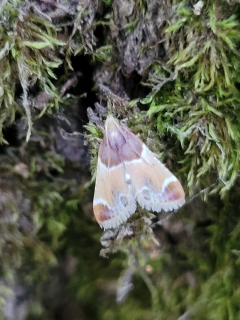 Pyralis farinalis - lisztilonca