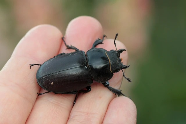 Lucanus cervus - nagy szarvasbogár