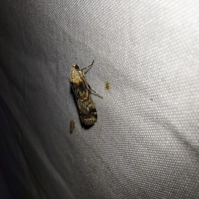 Phycita meliella - görög karcsúmoly