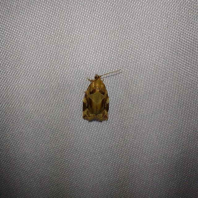 Archips xylosteana - kökényszövő sodrómoly