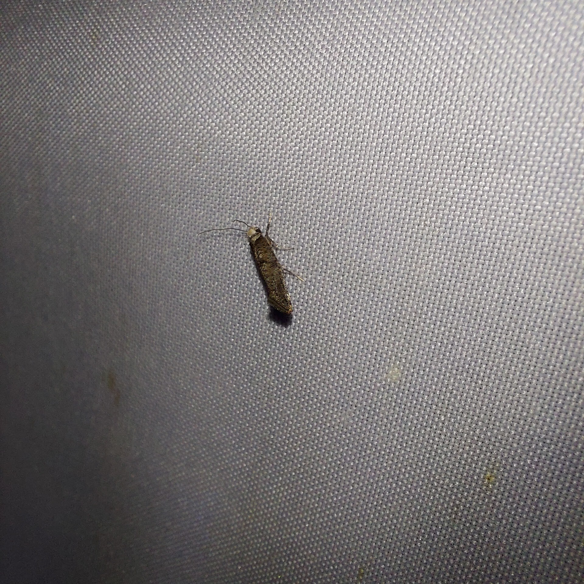 Paraswammerdamia albicapitella - kökényfonó tarkamoly