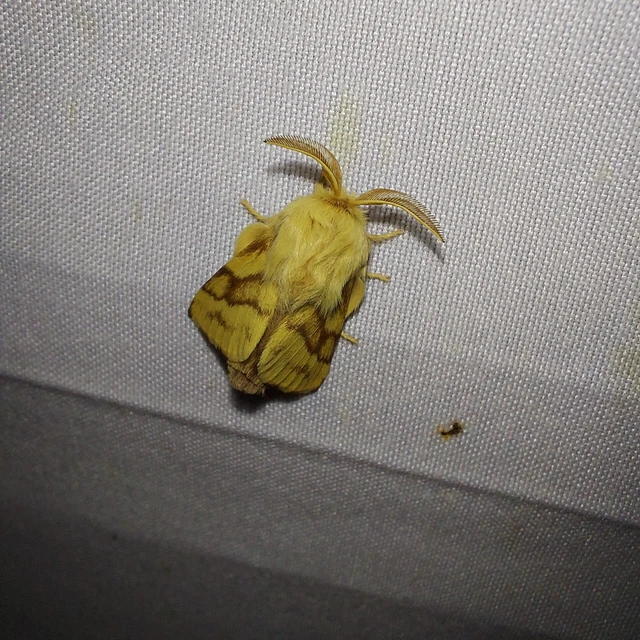 Malacosoma castrensis - kutyatejszövő