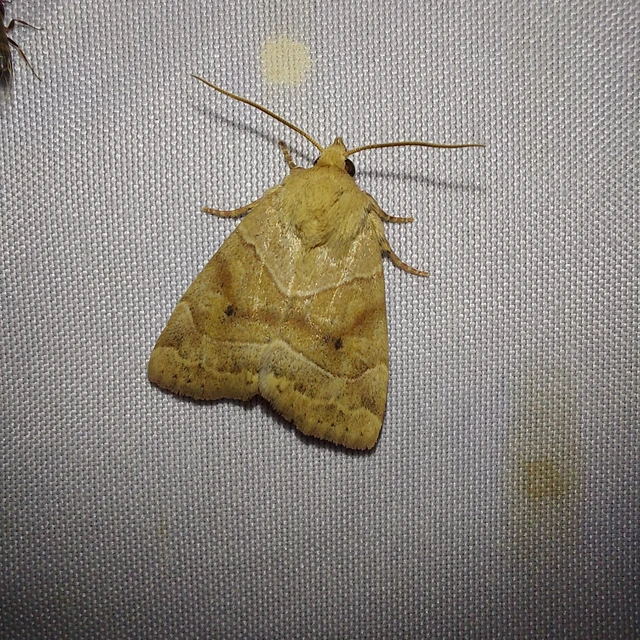 Cosmia trapezina - közönséges lombbagoly