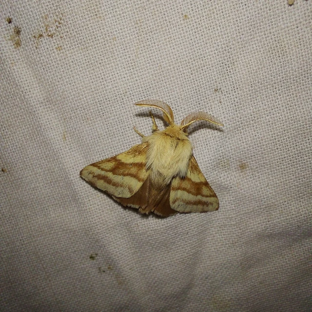Malacosoma castrensis - kutyatejszövő