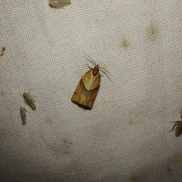 Philedone gerningana - erdei sodrómoly