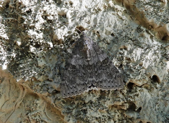 Catocala nupta - piros övesbagoly