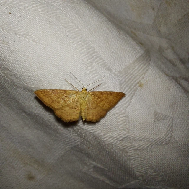 Idaea ochrata - okkerszínű sávosaraszoló